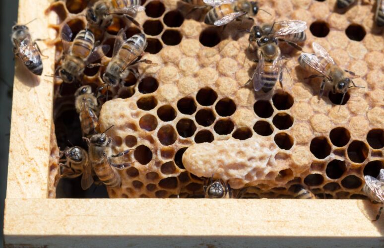 The Birth of a Queen